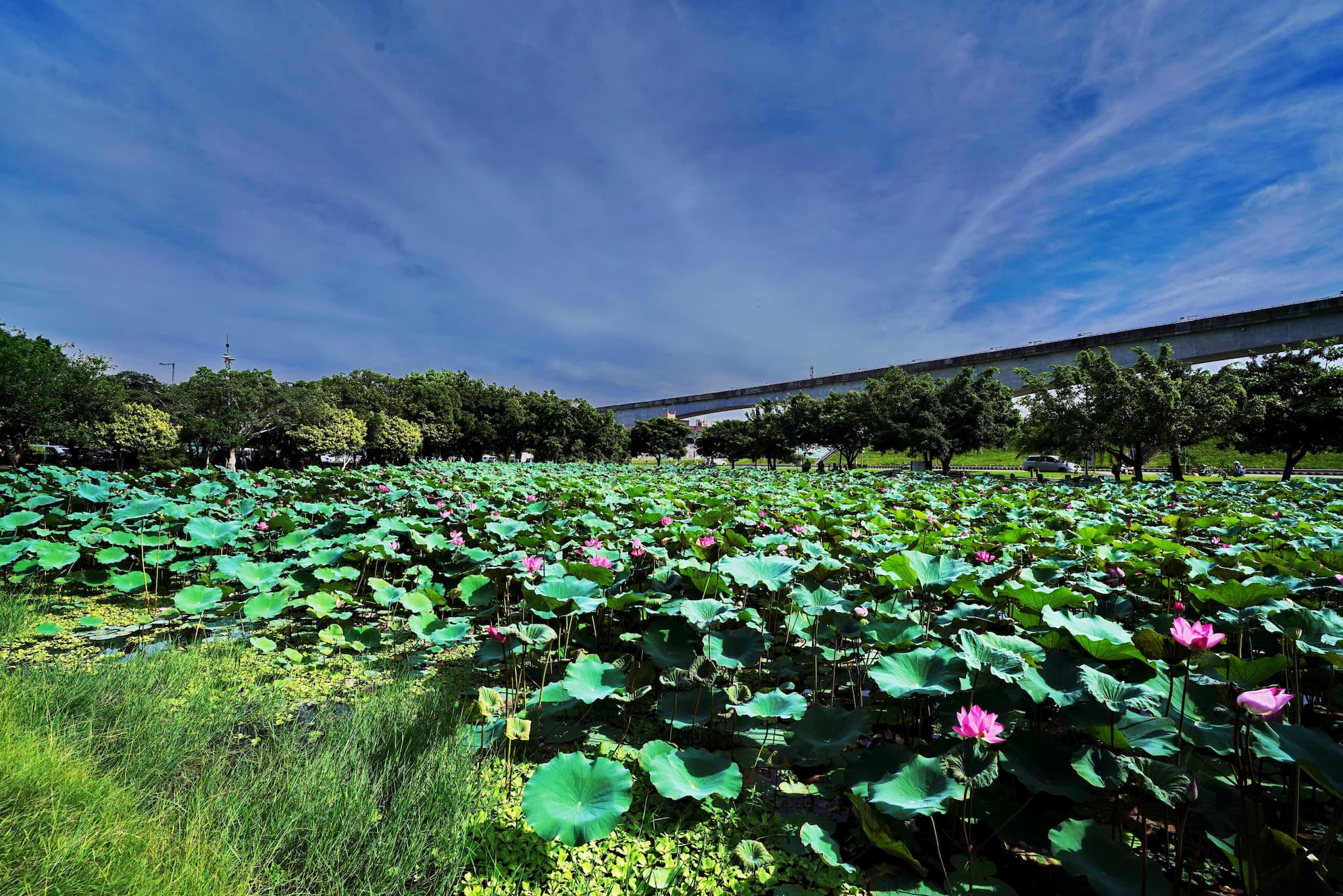 Floodway Lotus Park